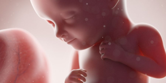 Gebelikte Hafta Hafta Bebek Gelişimi